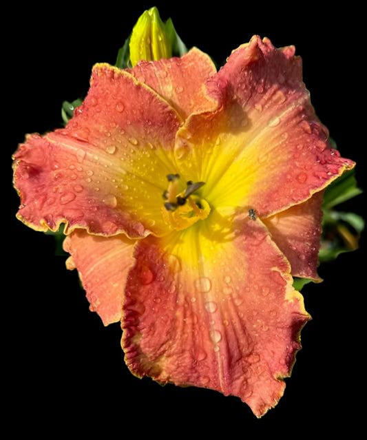 A close-up image of a Hybrid Daylily flower with plum-rose petals and a gray-violet ring, surrounded by green foliage.