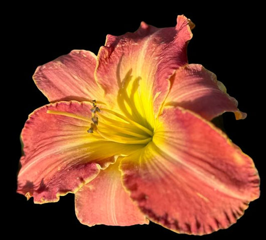 Close-up image of a medium red hybrid daylily flower with a pale violet stippled eye zone and bright yellow edging.