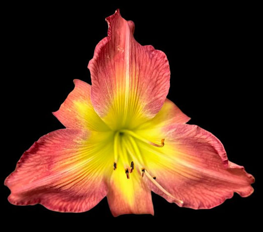 An image of a single Hybrid Daylily flower with a vibrant yellow throat and recurved petals in shades of pink and yellow, against a black background.