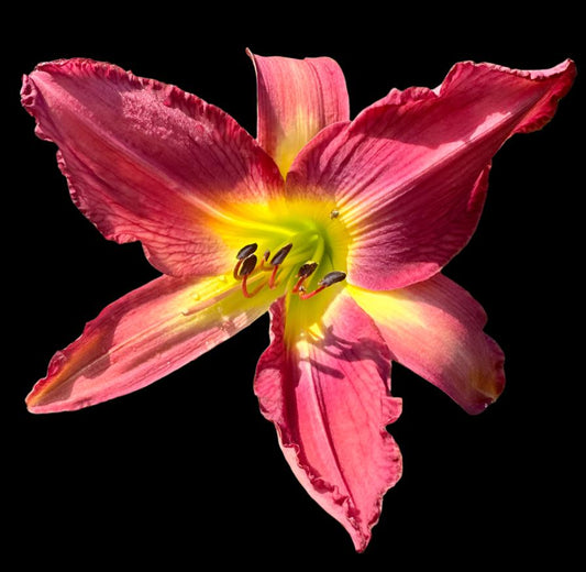 A close-up image of a pink daylily flower with a yellow center, exhibiting long petals and recurved sepals.