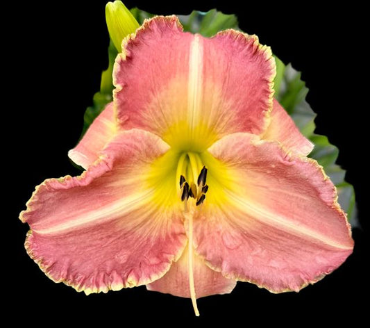 A close-up image of a pink hybrid daylily flower with a yellow throat and recurved petals.