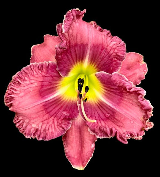 A close-up image of a bright pink hybrid daylily flower with a grooved pink-violet eye zone and feathered yellow throat, surrounded by pink sepals.