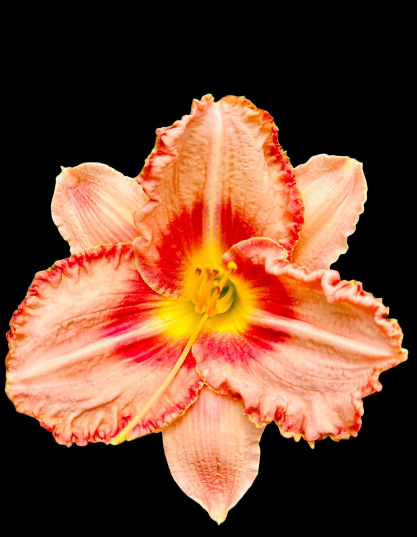 Hybrid Daylily  -  Location A 91