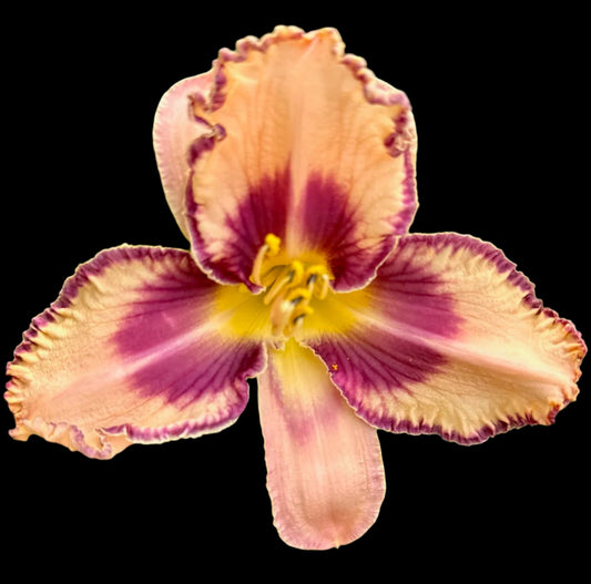 A close-up image of a large cream peach hybrid daylily flower with pleated and gathered ruffles edged in plum, over a bold yellow throat.