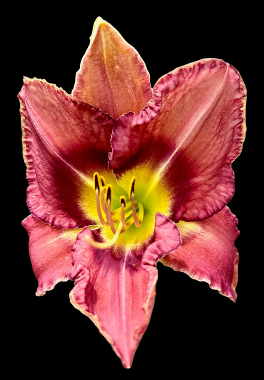 An image of a Hybrid Daylily flower with antique purple petals and a merlot colored eye zone over a bright green throat, gathered with cream wire.