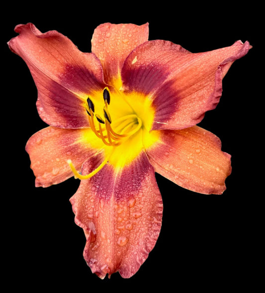 Close-up image of a Hybrid Daylily flower with a prominent yellow throat and fluted petal edges, viewed from the side.