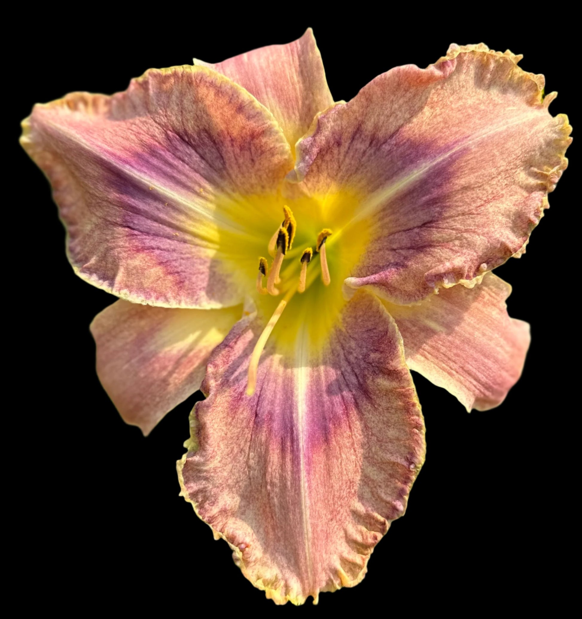 A close-up image of a daylily flower with a cream backdrop, displaying plum-rose coloring, framed petals with cream ruffles, and a yellow throat.