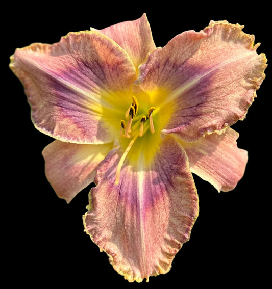 A close-up image of a daylily flower with a cream backdrop, displaying plum-rose coloring, framed petals with cream ruffles, and a yellow throat.