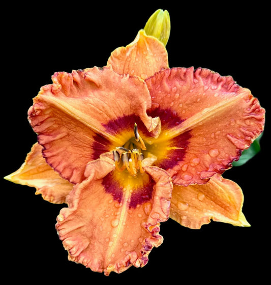 An image of an apricot-colored hybrid daylily flower with peach and plum undertones, edged in light apricot blaze, and a bold orange throat.
