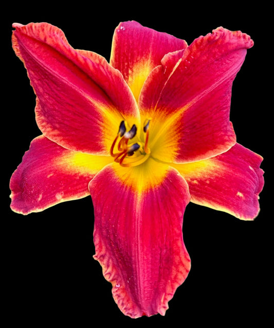 A close-up image of a neon red hybrid daylily flower with lighter edges and a feathered green-yellow throat.