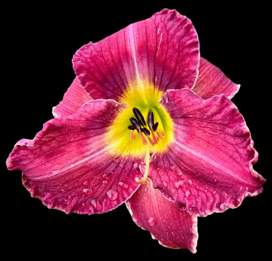 A close-up image of a pink hybrid daylily flower with a pale violet watermark and yellow throat grooves.