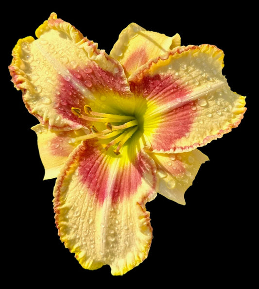 A close-up image of a butter yellow daylily flower with a large plum-red eye zone, stippled into a green throat, with butter yellow petals and a cream-colored edge.