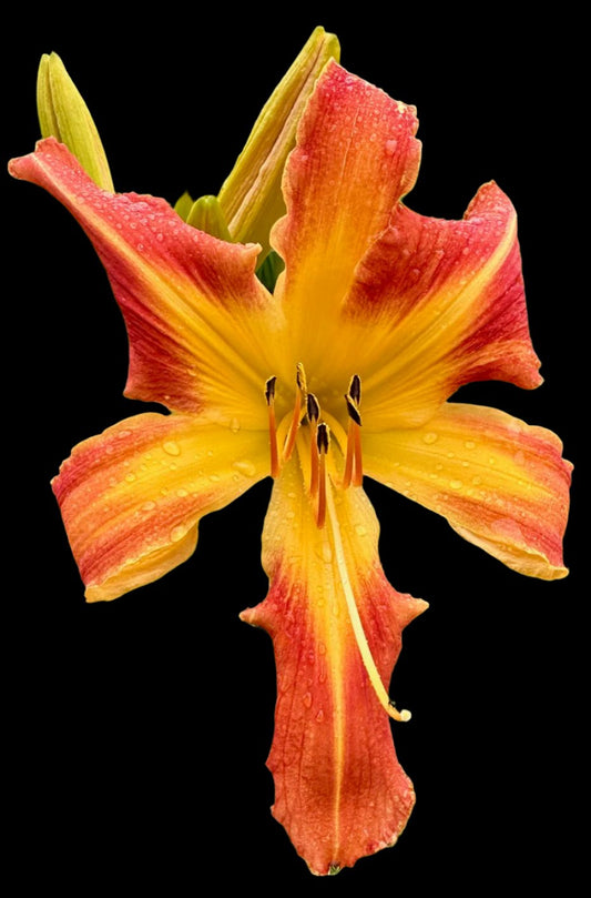A close-up image of a single Hybrid Daylily flower with orange-red streaked petals and a yellow midrib, against a black background.