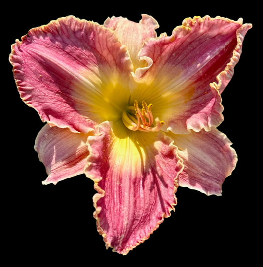 A close-up image of a large pink daylily flower with yellow throat and edged petals.