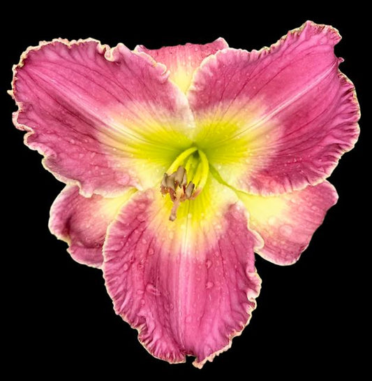 A close-up image of a pink and purple daylily flower with a cream halo eye zone and recurved sepals.