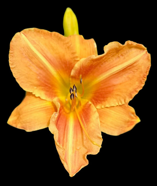 A close-up image of a creamy orange hybrid daylily flower with a deep peach eye zone and a yellow throat.