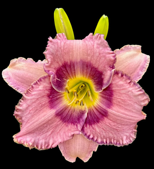 A close-up image of a pink daylily flower with a purple eyzone and green-yellow throat, surrounded by diamond-dusted cream-colored sepals with ruffled edges.