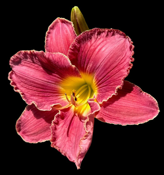A close-up image of a pink hybrid daylily flower with plum veining and a cream wire edge.