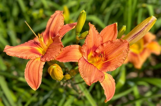 Close-up image of orange and plum colored hybrid daylily flowers with a yellow throat and light plum veining.