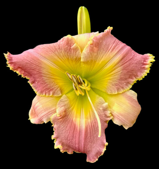 A close-up image of a pastel pink hybrid daylily flower with a large yellow throat and cream ruffled edges on a dark background.