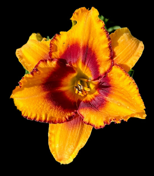 Close-up image of a golden yellow hybrid daylily flower with a large red-plum eye zone and a grooved deep yellow throat.