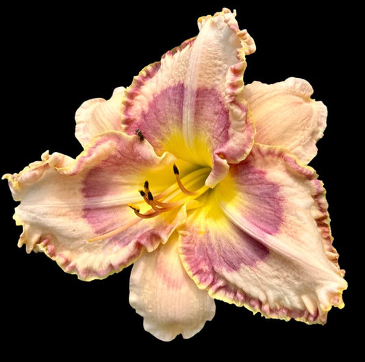 Hybrid Daylily  -  Location E 22