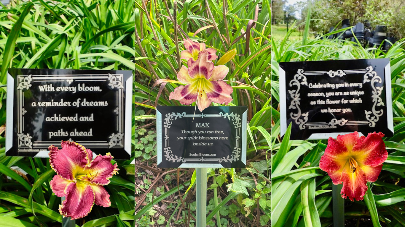 A collection of Souls ’n Bloom  beautiful daylilies and personalized plaques representing life’s most meaningful moments — from memorials and anniversaries to celebrations, milestones, birthdays, and tributes to beloved pets. Each image embodies love, remembrance, and the beauty of honoring life’s journey through nature’s bloom.
