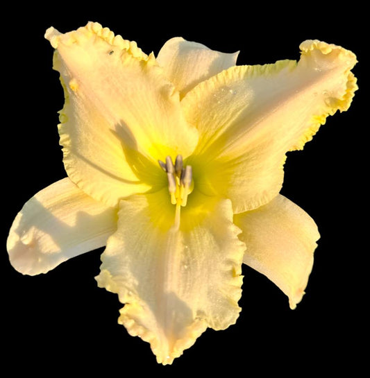 Close-up image of an ivory-colored hybrid daylily flower with pink midribs and a butter yellow ruffle.