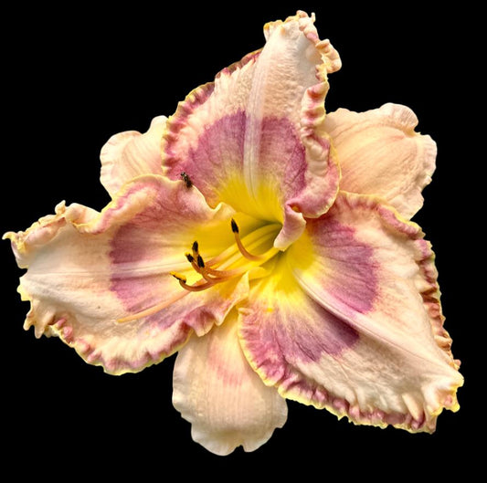 A close-up image of a pink and white lily flower with ruffled petals and a yellow throat.