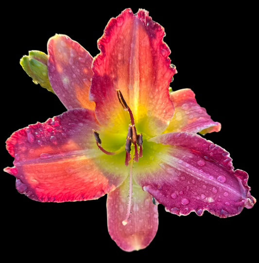 A close-up image of a hybrid daylily flower with a vibrant mix of red, pink, and yellow petals, with a dew-covered surface.
