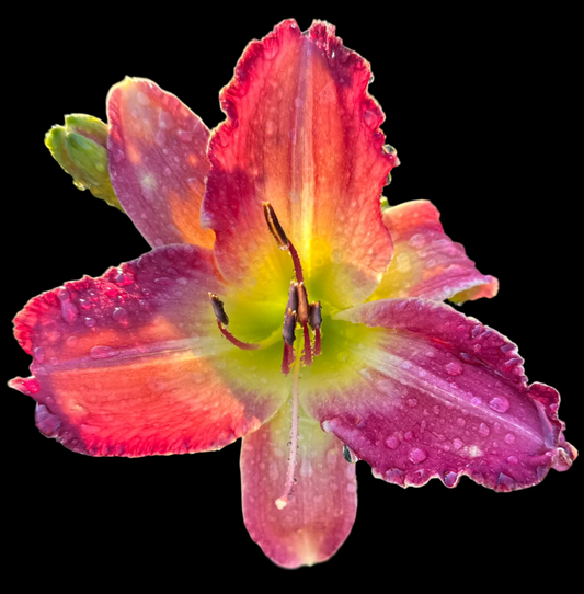 Hybrid Daylily  -  Location E 24