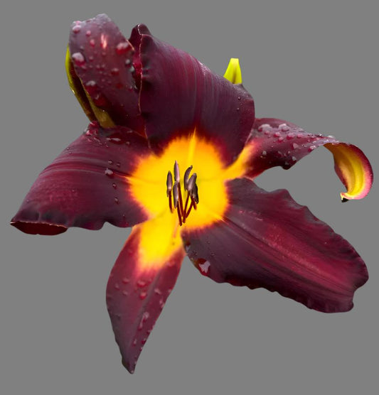 A close-up image of a maroon-colored Hybrid Daylily flower with a yellow center, viewed from above and slightly to the side, with water droplets on the petals.