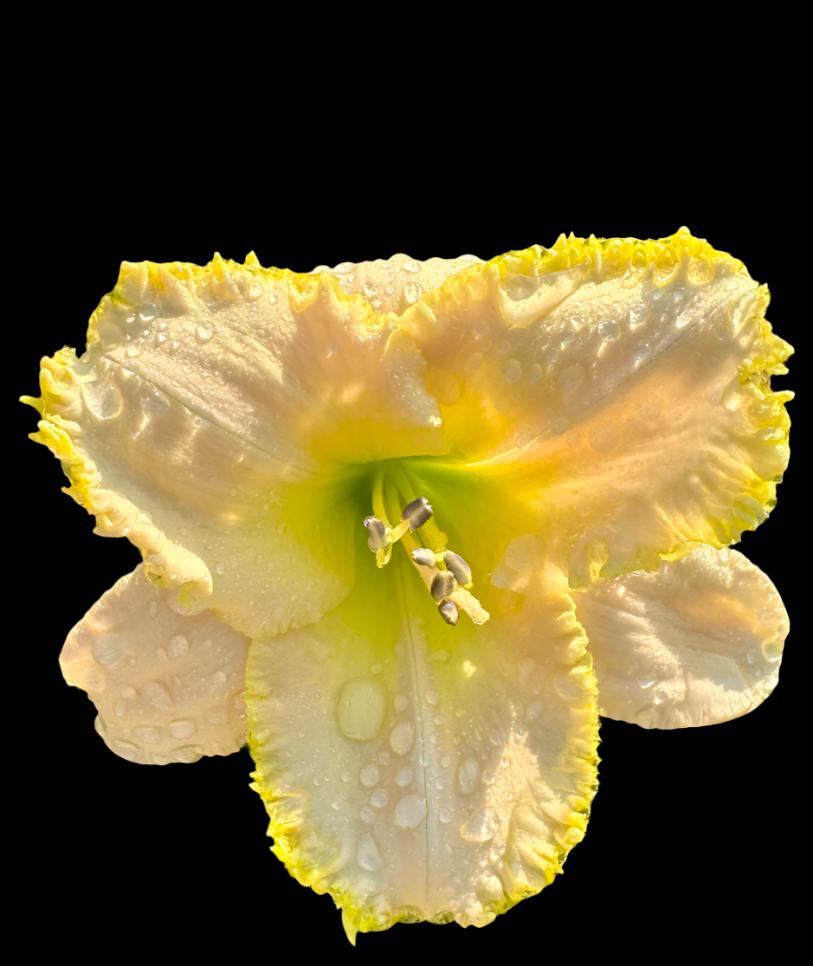 A close-up image of a single daylily flower with pale cream petals, yellow midribs, and a green-yellow throat.