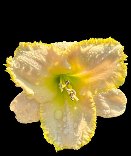 A close-up image of a single daylily flower with pale cream petals, yellow midribs, and a green-yellow throat.