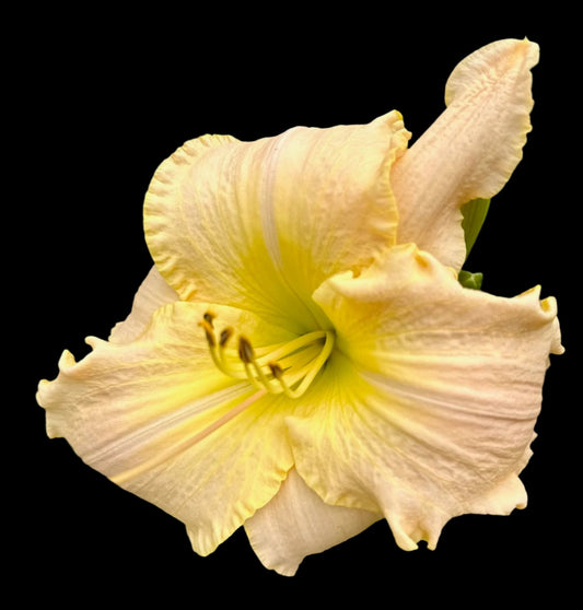 A close-up image of a single Hybrid Daylily flower with a pale cream pink color and yellow throat veining.