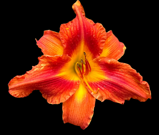 A close-up image of a single Hybrid Daylily flower with vibrant red and yellow hues, showcasing the throat and petals.