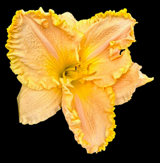 Close-up image of a single Hybrid Daylily flower with pale green and yellow petals and cream-colored midribs.
