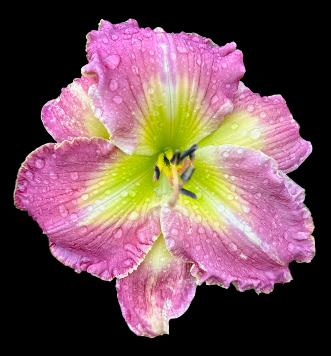 A close-up image of a pink and yellow daylily flower with water droplets on it, exhibiting its ruffled petals and butter yellow throat.
