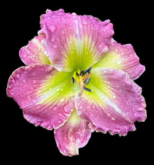A close-up image of a pink and yellow daylily flower with water droplets on it, exhibiting its ruffled petals and butter yellow throat.