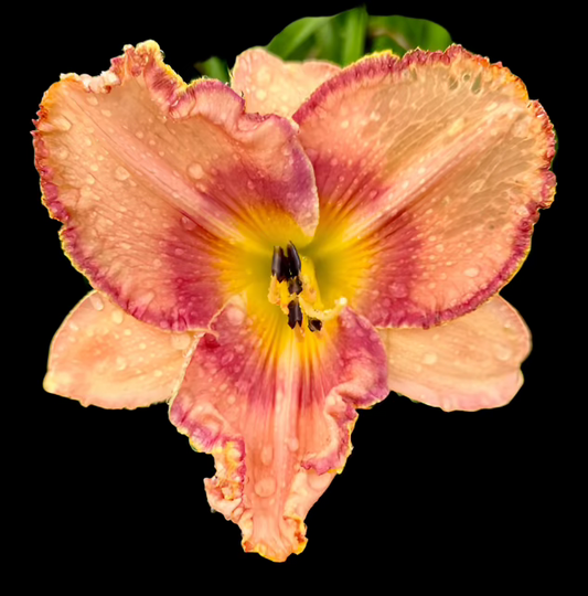 A close-up image of a Hybrid Daylily flower with orange throat and raspberry colored eye zone, with pale peach petals and diamond dusted sepals.