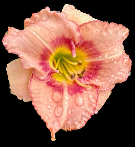 A close-up image of a pink daylily flower with a violet-rose eye zone and a deep yellow funnel throat, surrounded by water droplets.