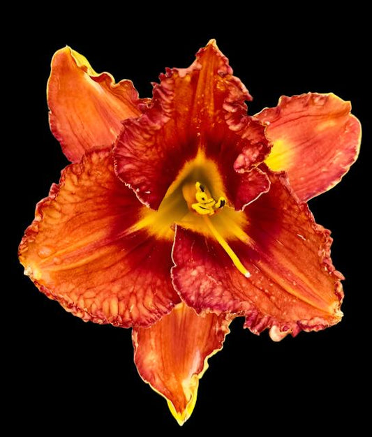 A close-up image of an orange-red daylily flower with a yellow throat and ruffled petals.
