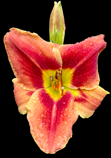 A close-up image of a Hybrid Daylily flower with a vibrant yellow throat, red eyezone, and ruffled petals.