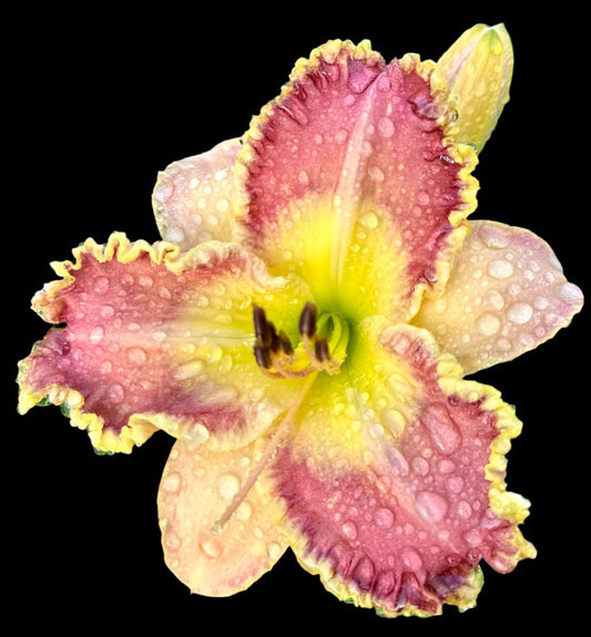 Hybrid Daylily  -  Location E 67