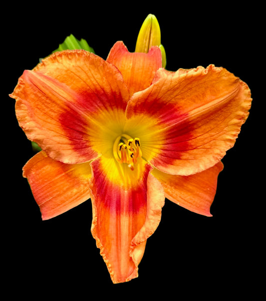 Hybrid Daylily  -  Location E 68