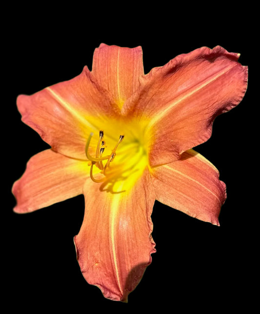 Hybrid Daylily  -  Location E 69