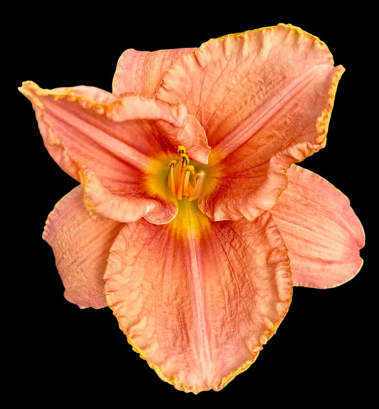 A close-up image of a melon-colored hybrid daylily flower with a grooved dark melon ring and recessed veins, ruffled and stitched with a yellow gold wire.
