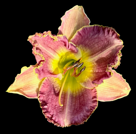 Close-up image of a Hybrid Daylily flower with a blend of pink and yellow hues and textured petals.