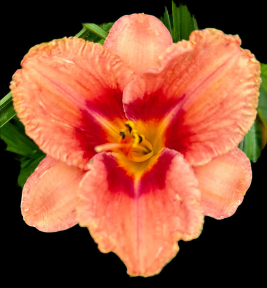 Hybrid Daylily  -  Location E 74