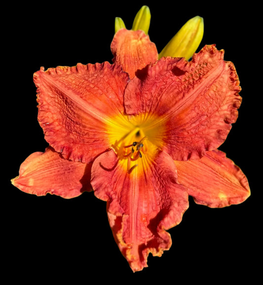 An image of an orange and red daylily flower with a grooved throat and ruffled petals.